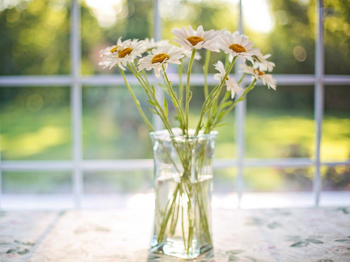 Луиза Гельтс Фотонатюрморты