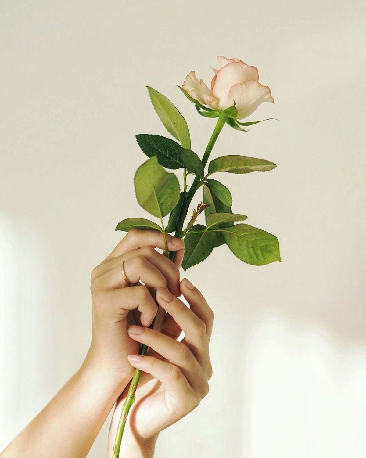 Рука держит цветок