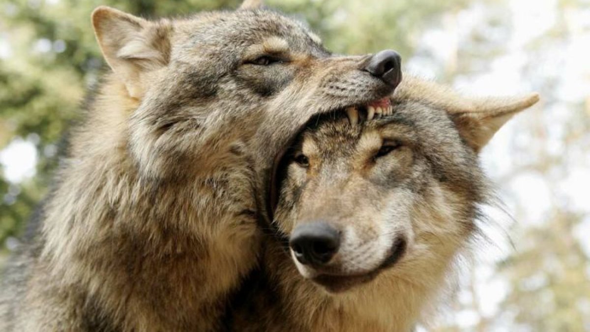 Волчья стая сериал