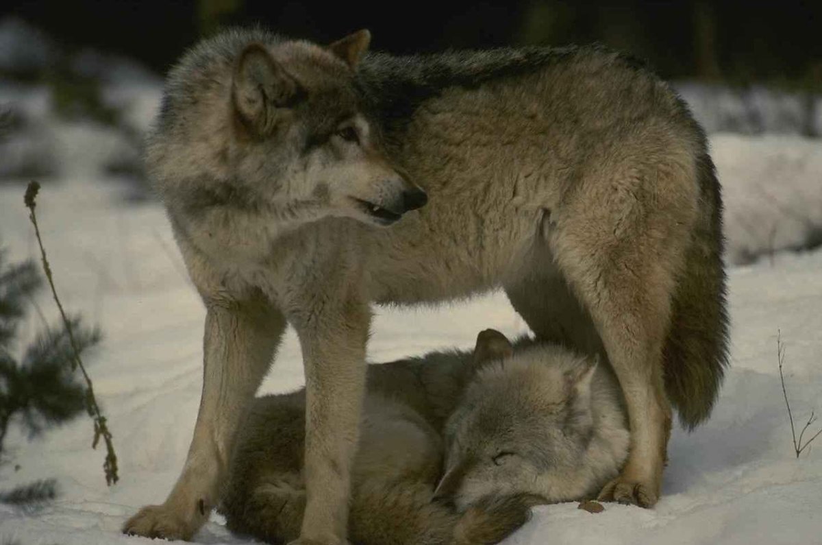 Коктель влюблённый волк уже не хищник влюблённый