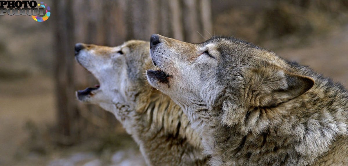 Поцелуй Волков