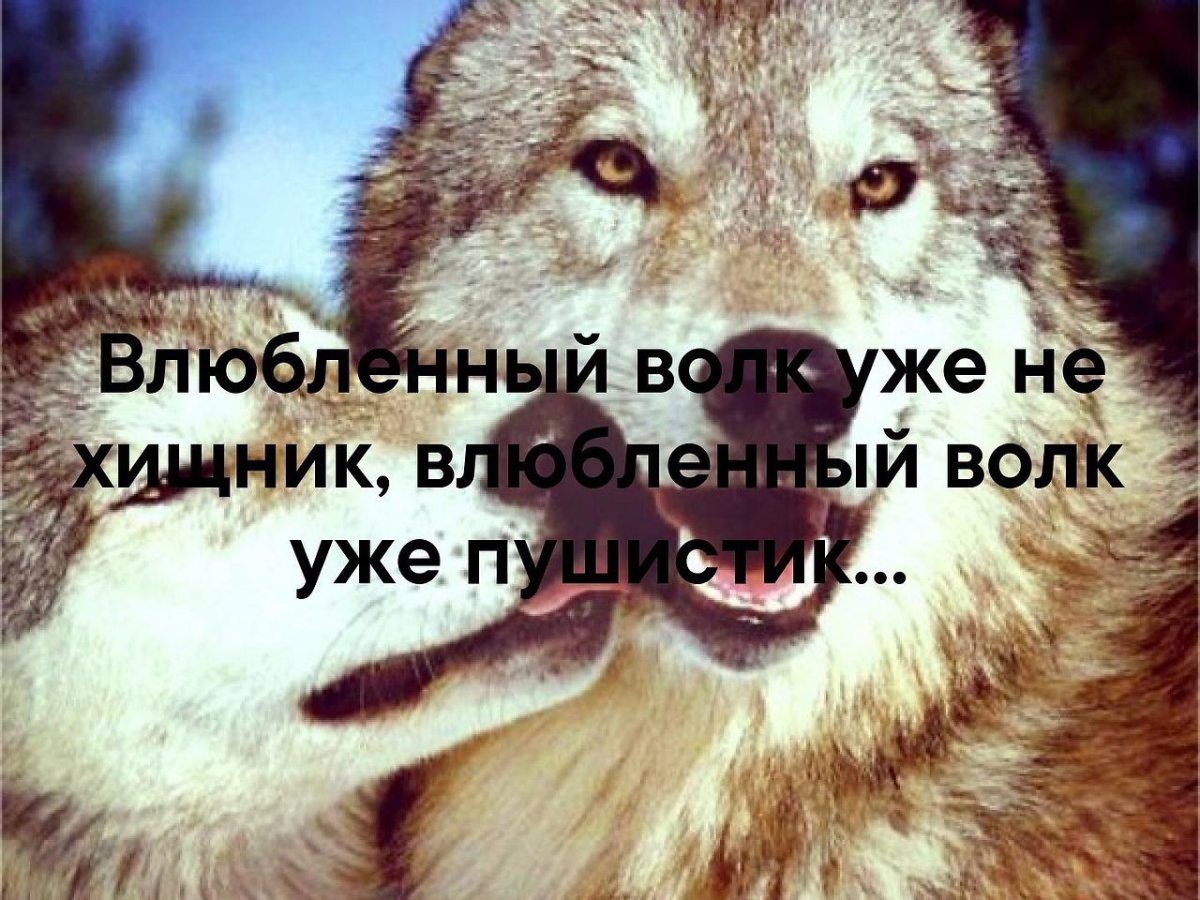 Влюбленный хищник уже не хищник волк волк