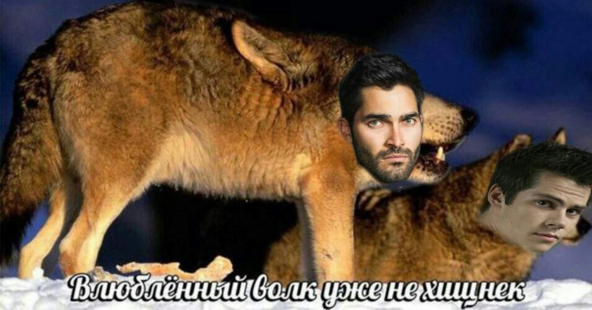 Волки целуются