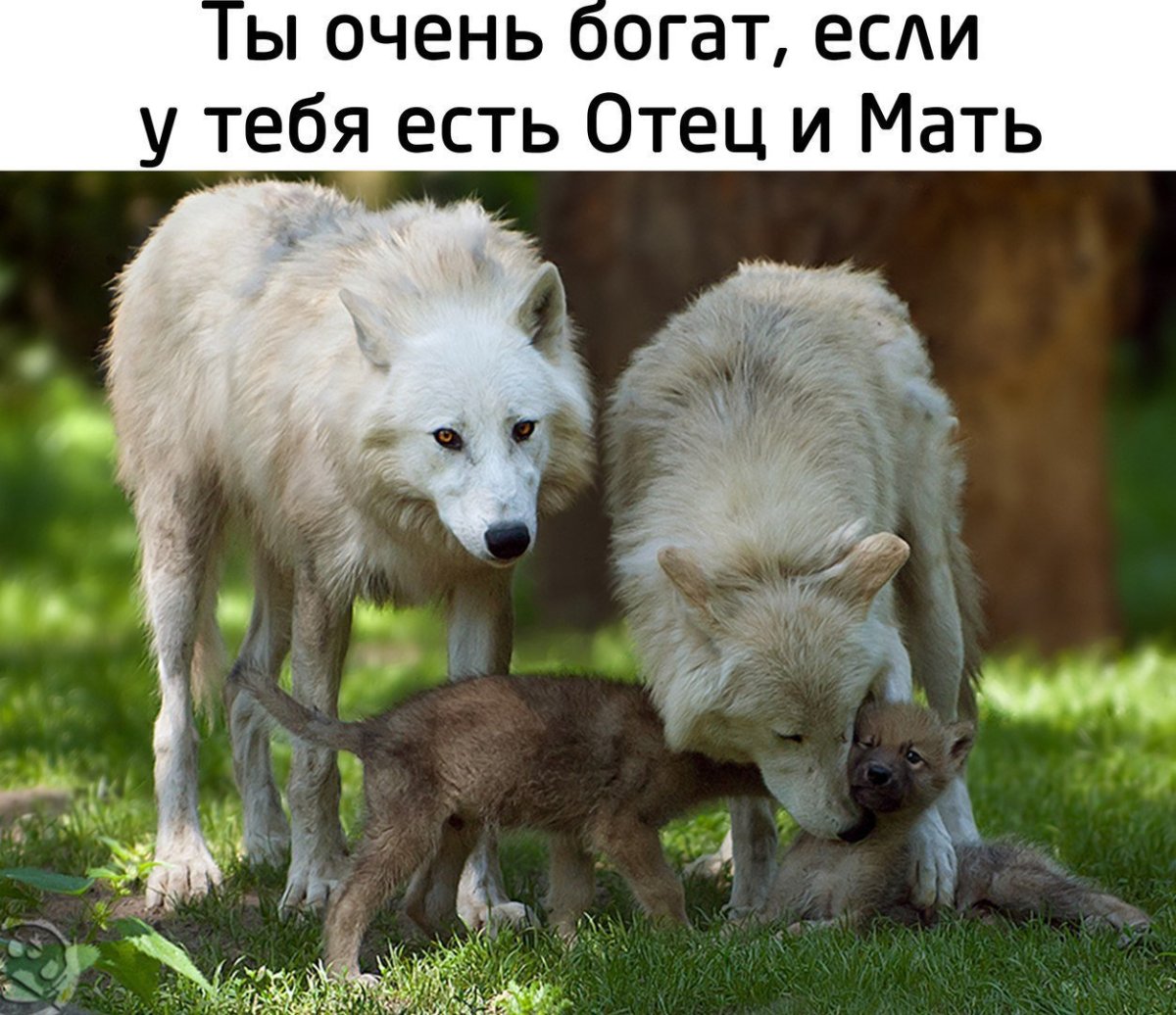 Влюблённый волк уже