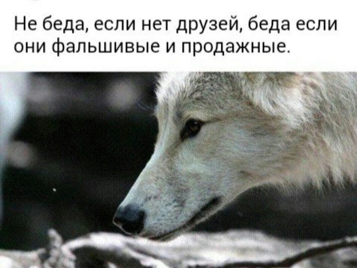 Не беда если нет друзей беда если они фальшивые и продажные фото