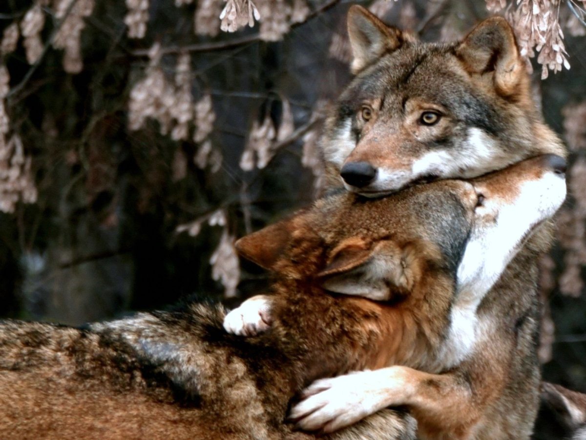 Волки обнимаются