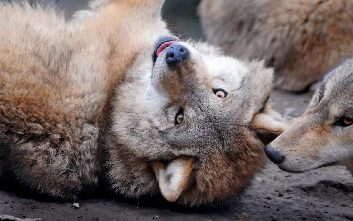 Обои на рабочий стол волк