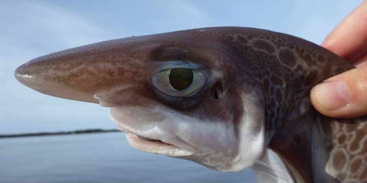 Описторхоз в морской рыбе