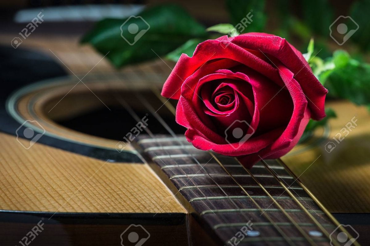 Розовые розы и гитара