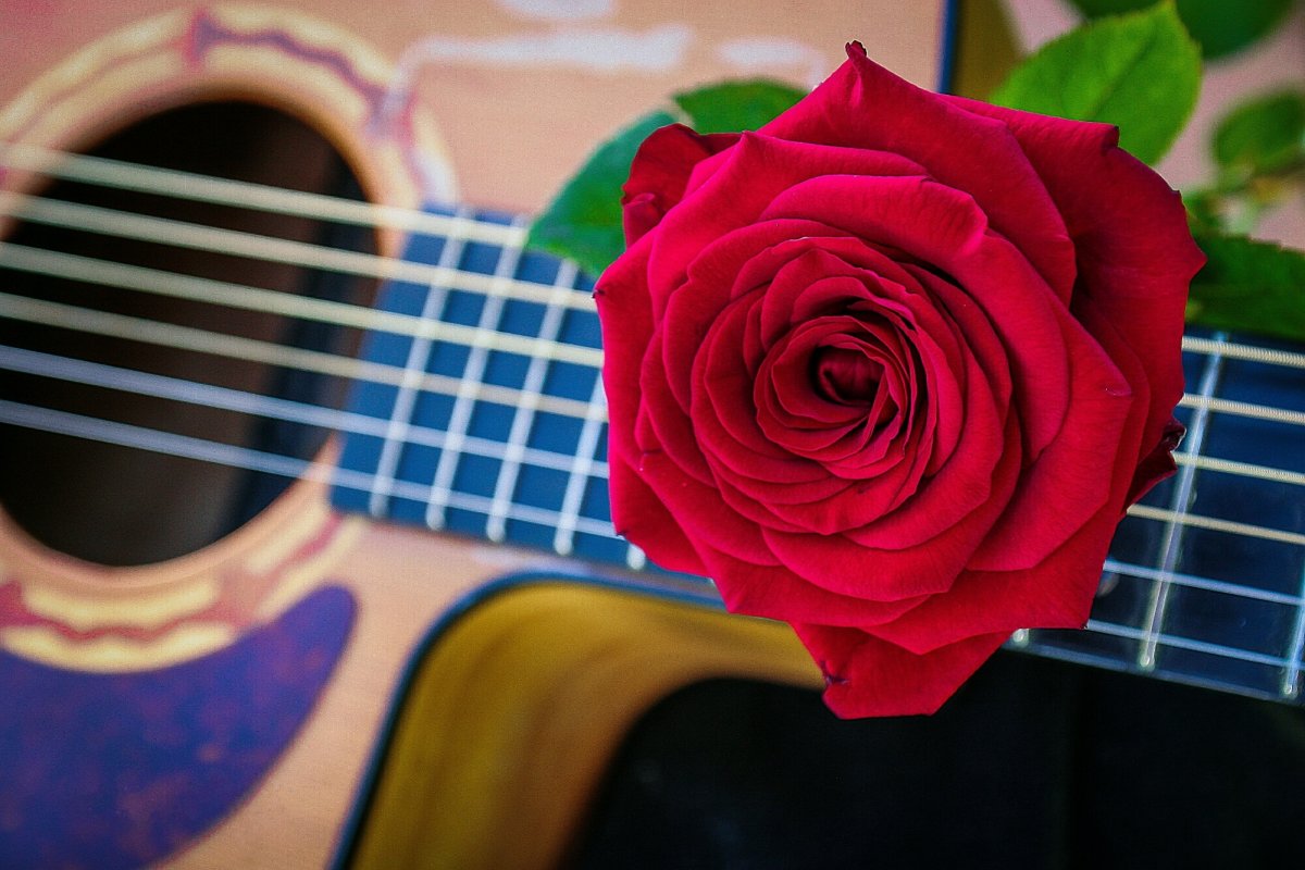 Электрогитара и цветы