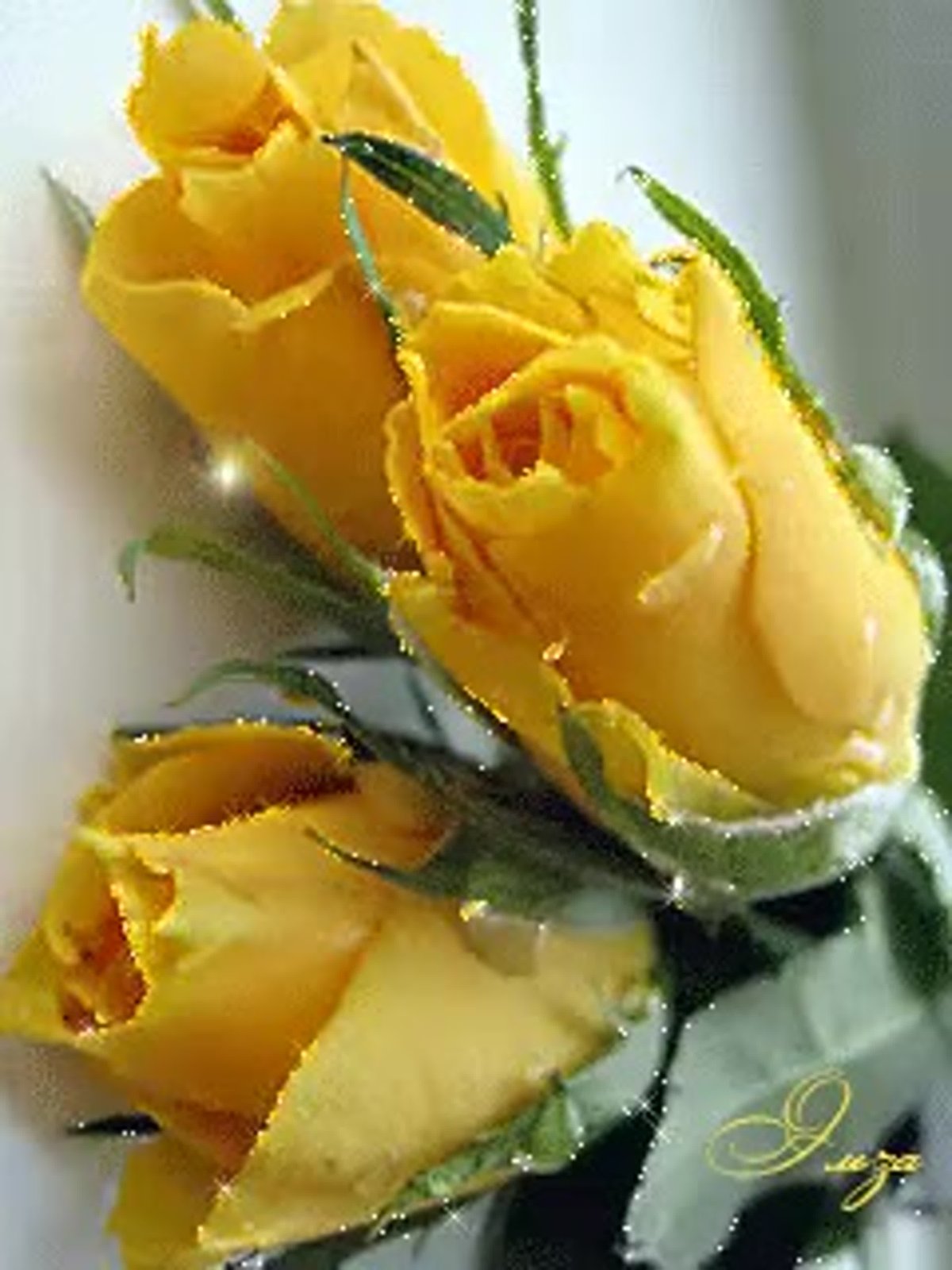 Букет желтых роз гифка