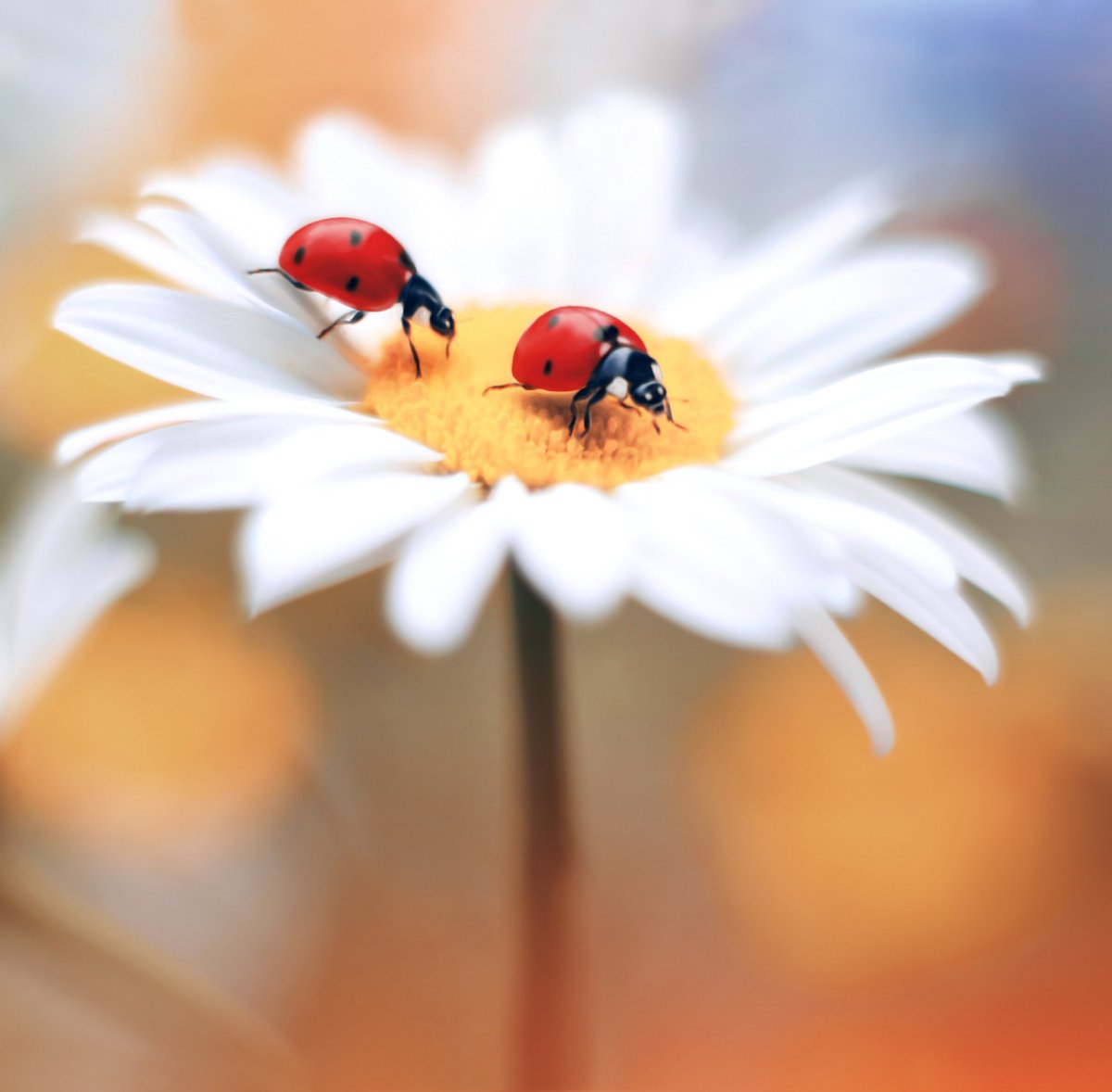 И чтобы в жизни не случилось мадам держите Вертикаль