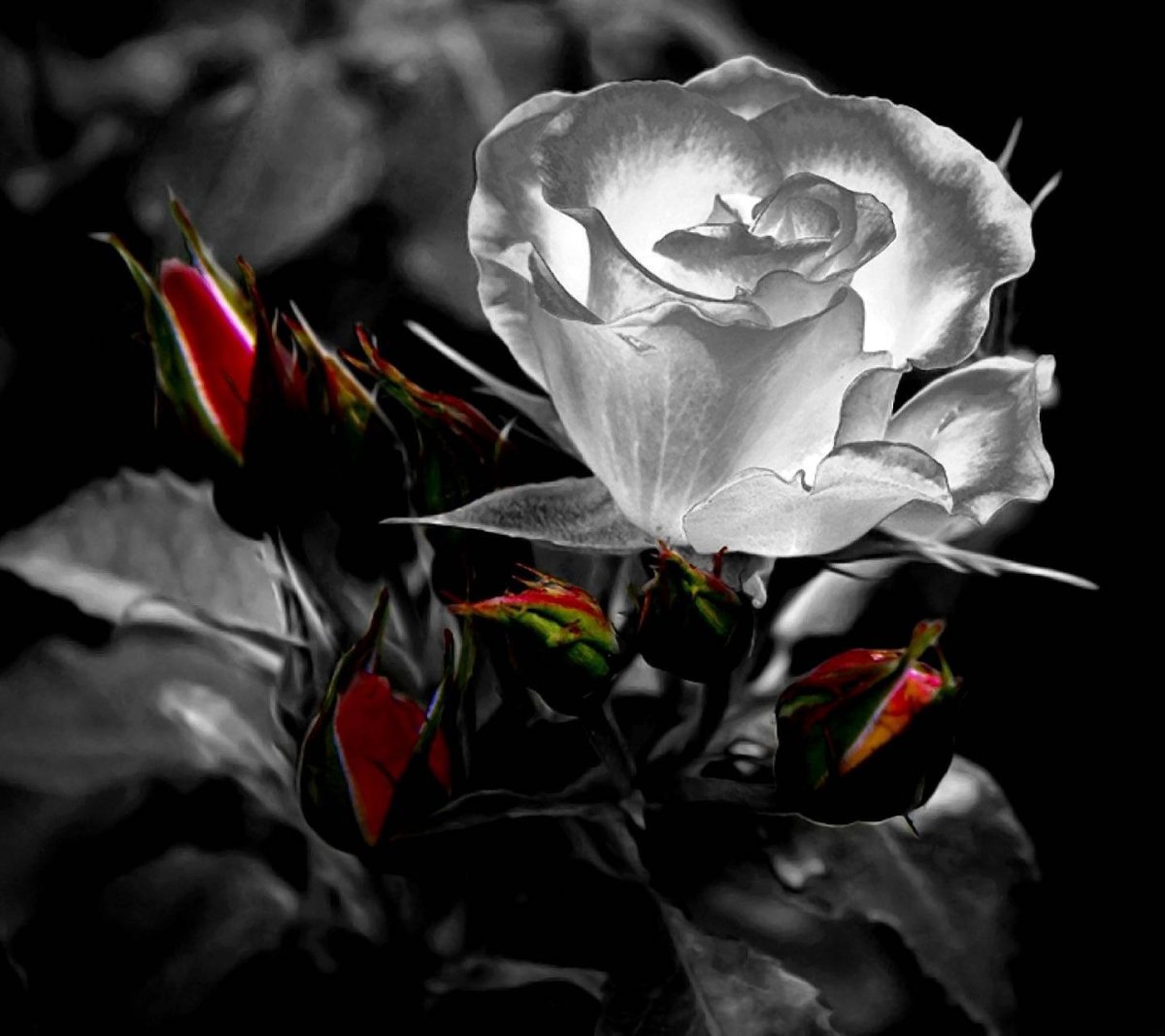 Белые розы на сером фоне