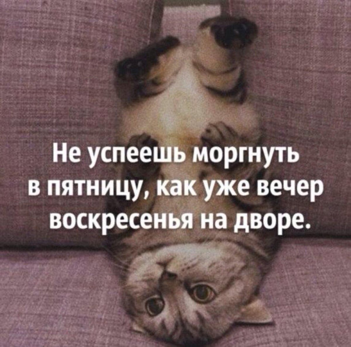 Утиные истории мемы