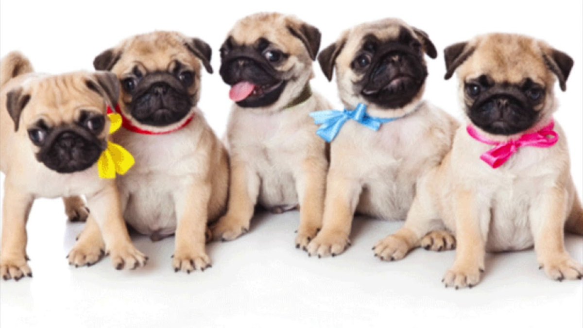 Щенки мопсиков много