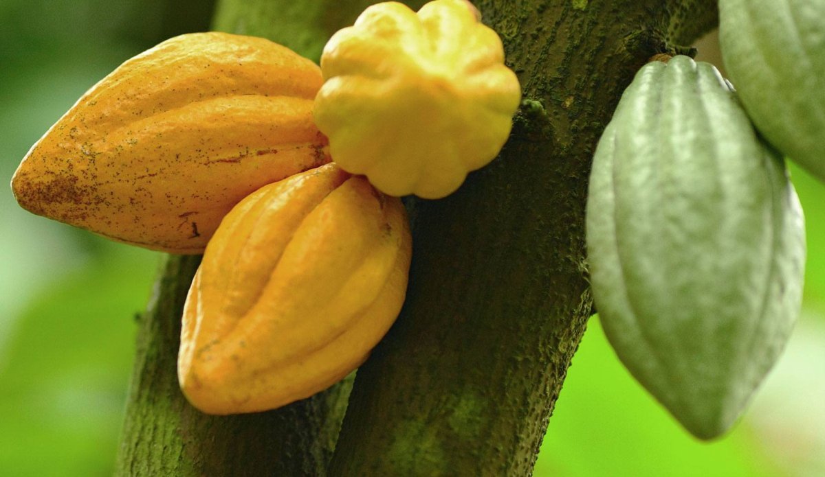 Плоды какао