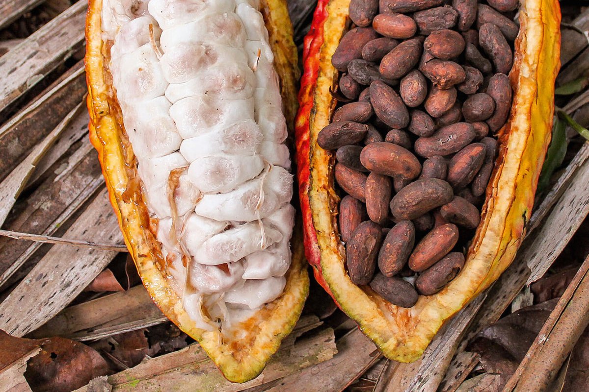 Брахихитон семена