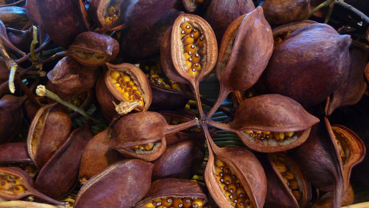 Фасоль Вайолет