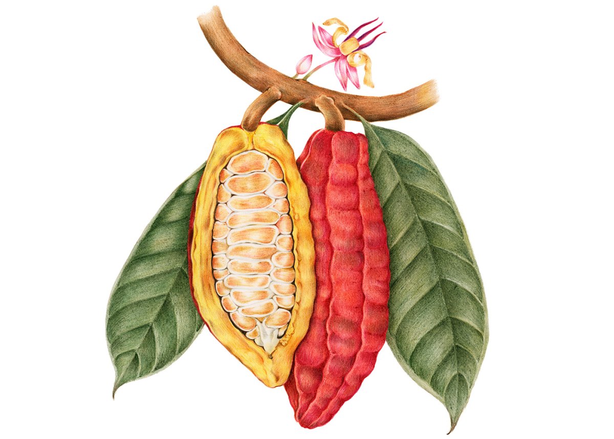 Какао (Theobroma Cacao)
