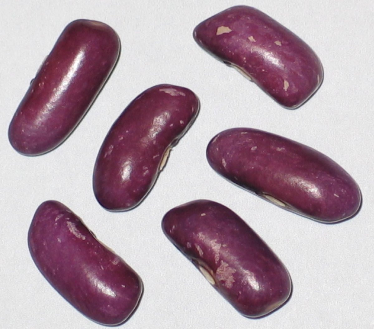 Какао Бобы акварель