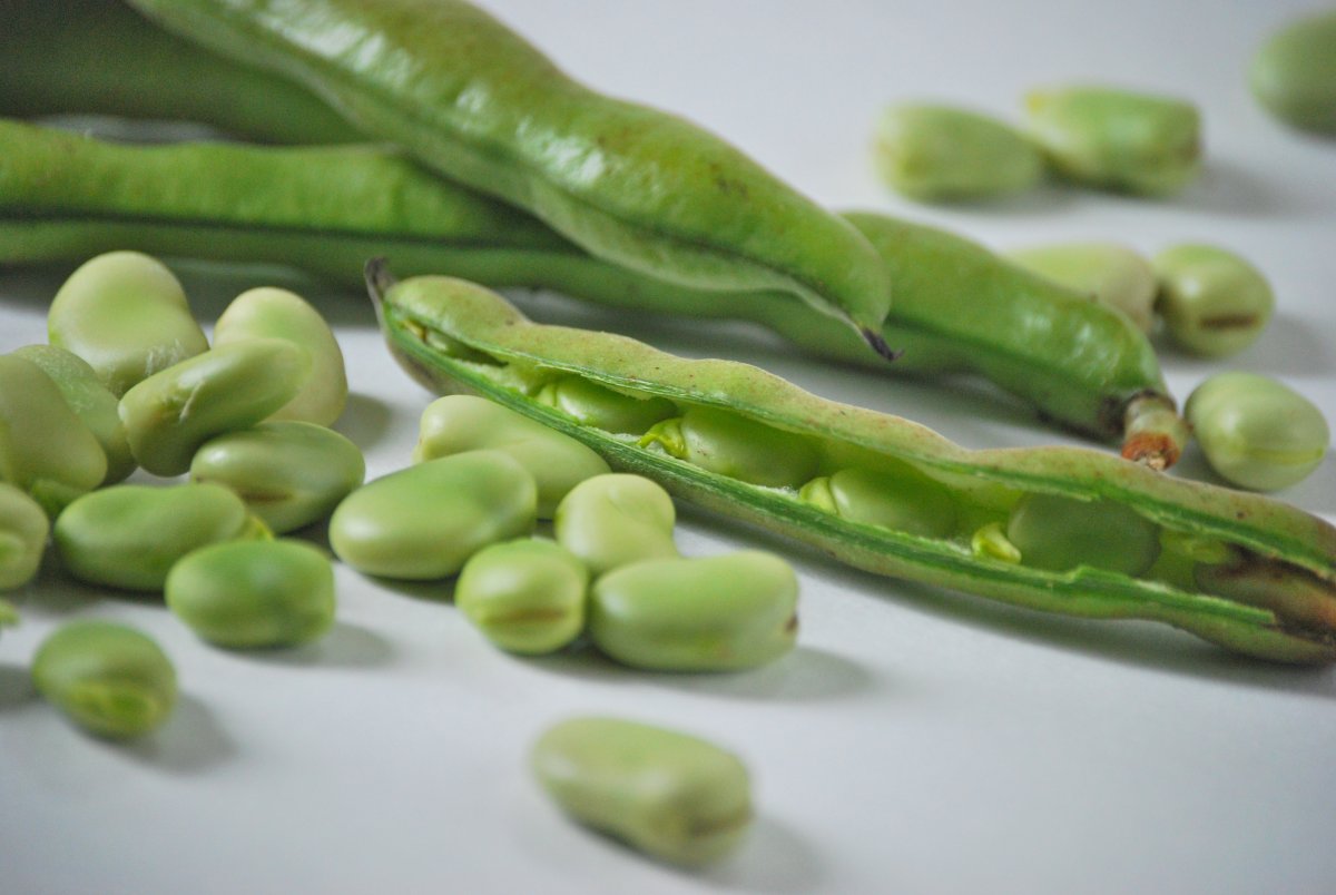 Бобовые горох зернобобовые