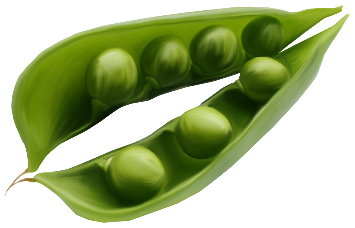 Сухие многосемянные коробочковидные плоды