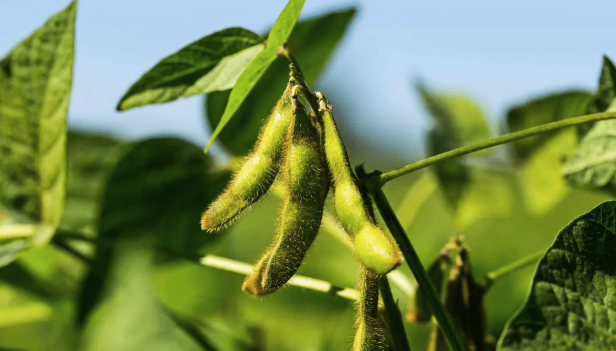 Фасоль сорт Индиана