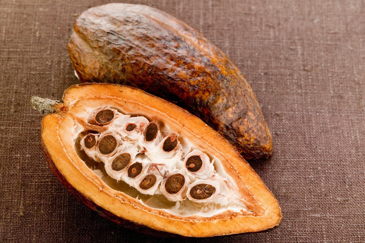 Какао Бобы дерево