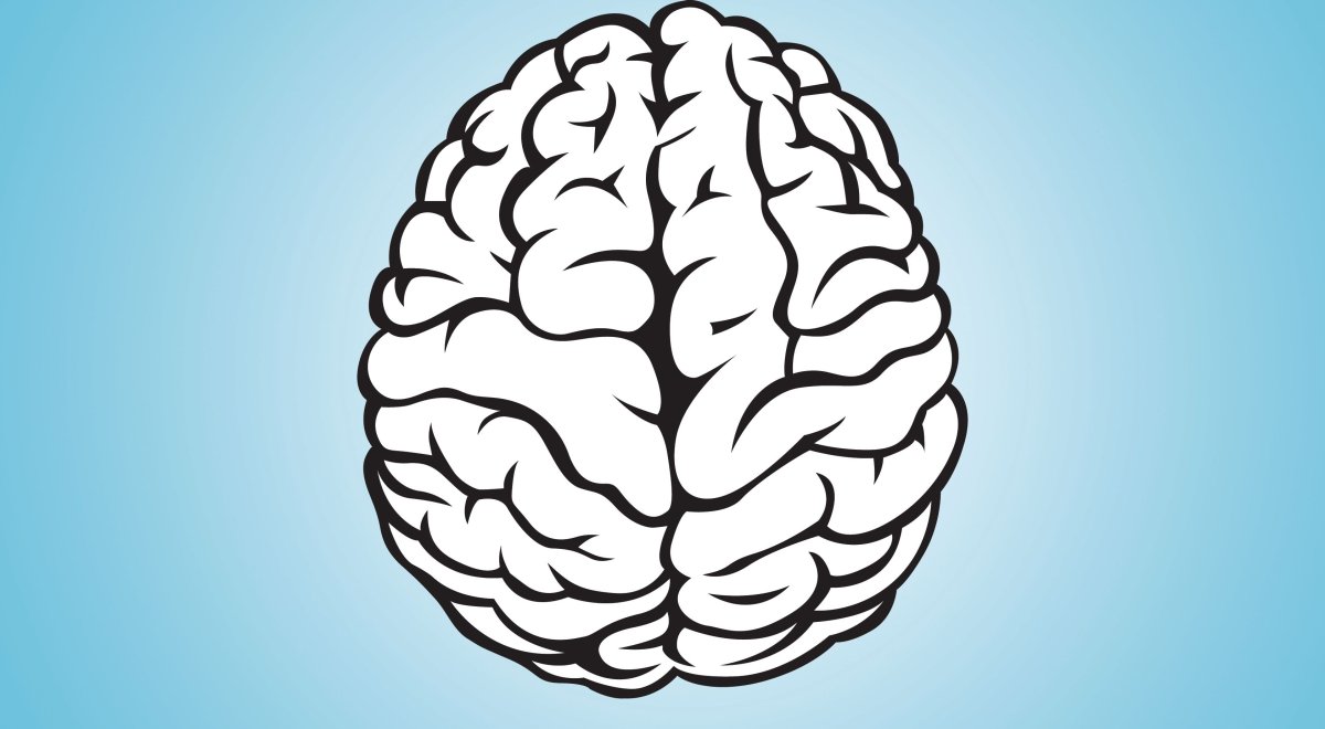 Мозг картинка для детей
