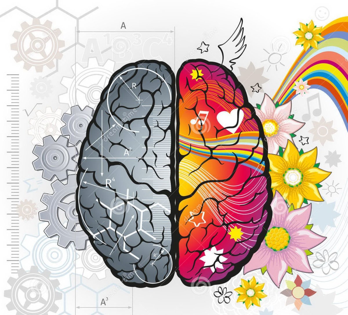 Правое полушарие мозга человека