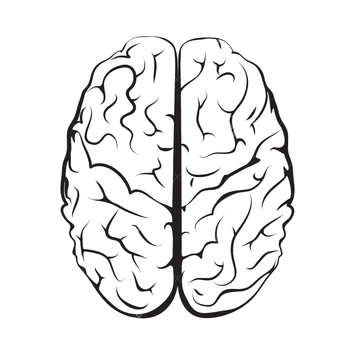 Полушария мозга вид сверху