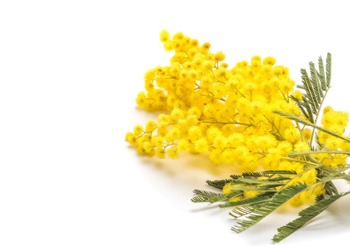 Мимоза белая