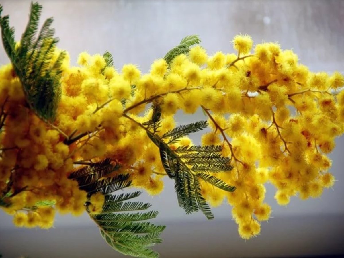 Веточка мимозы