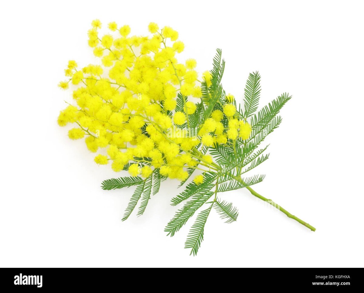 Ветка мимозы без цветов