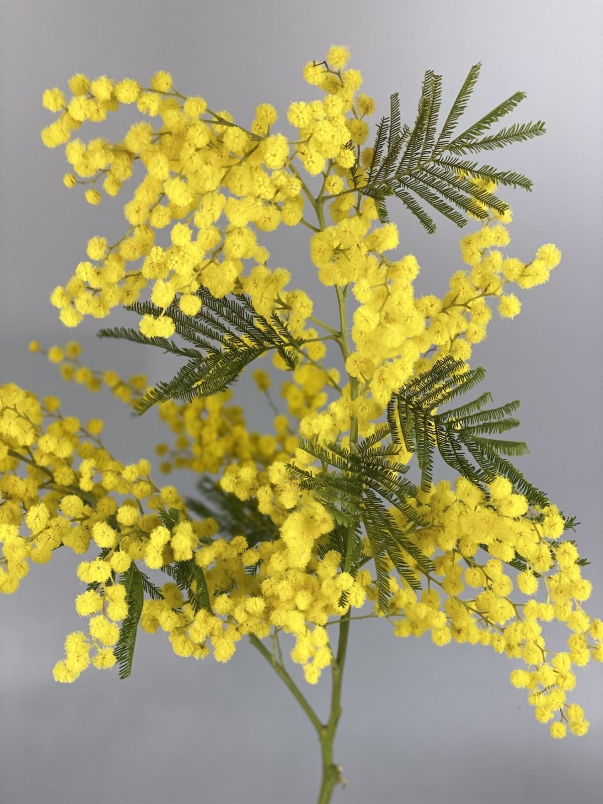 Мимоза хостилис растение