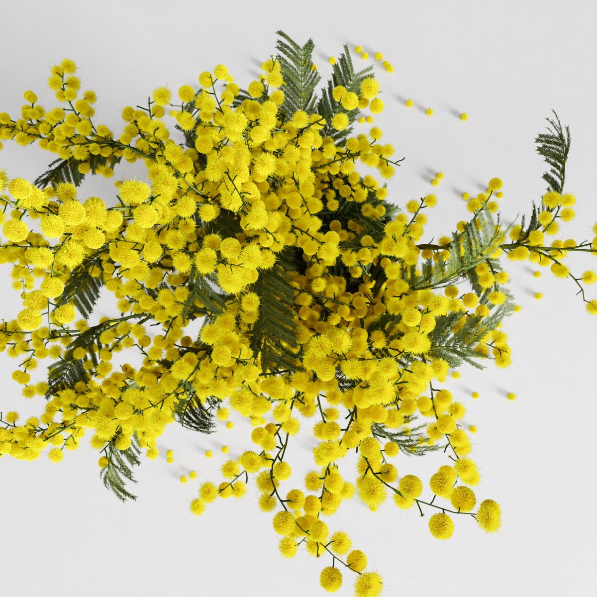 Мимоза Мунлайт