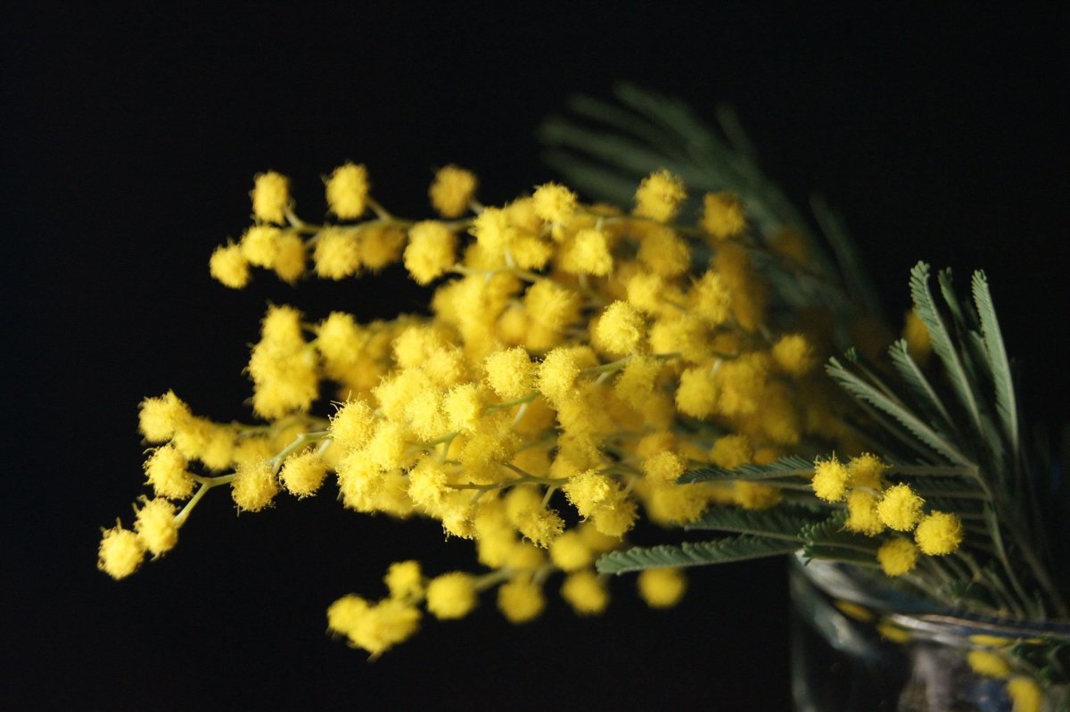 Мимоза на темном фоне