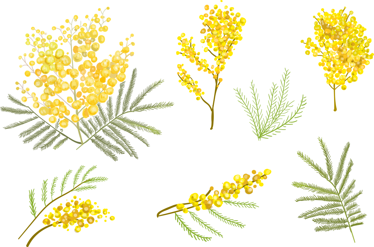 Мимоза акварелью