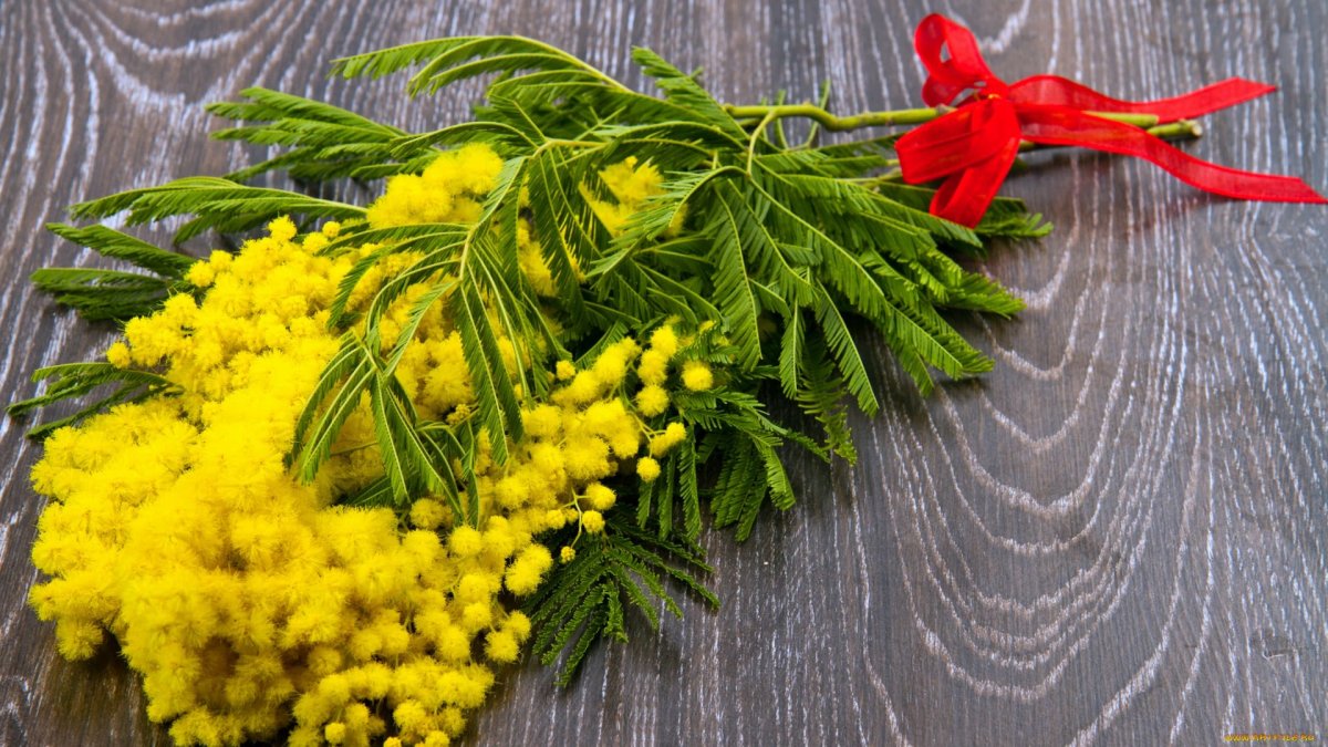 Веточки и листья мимозы