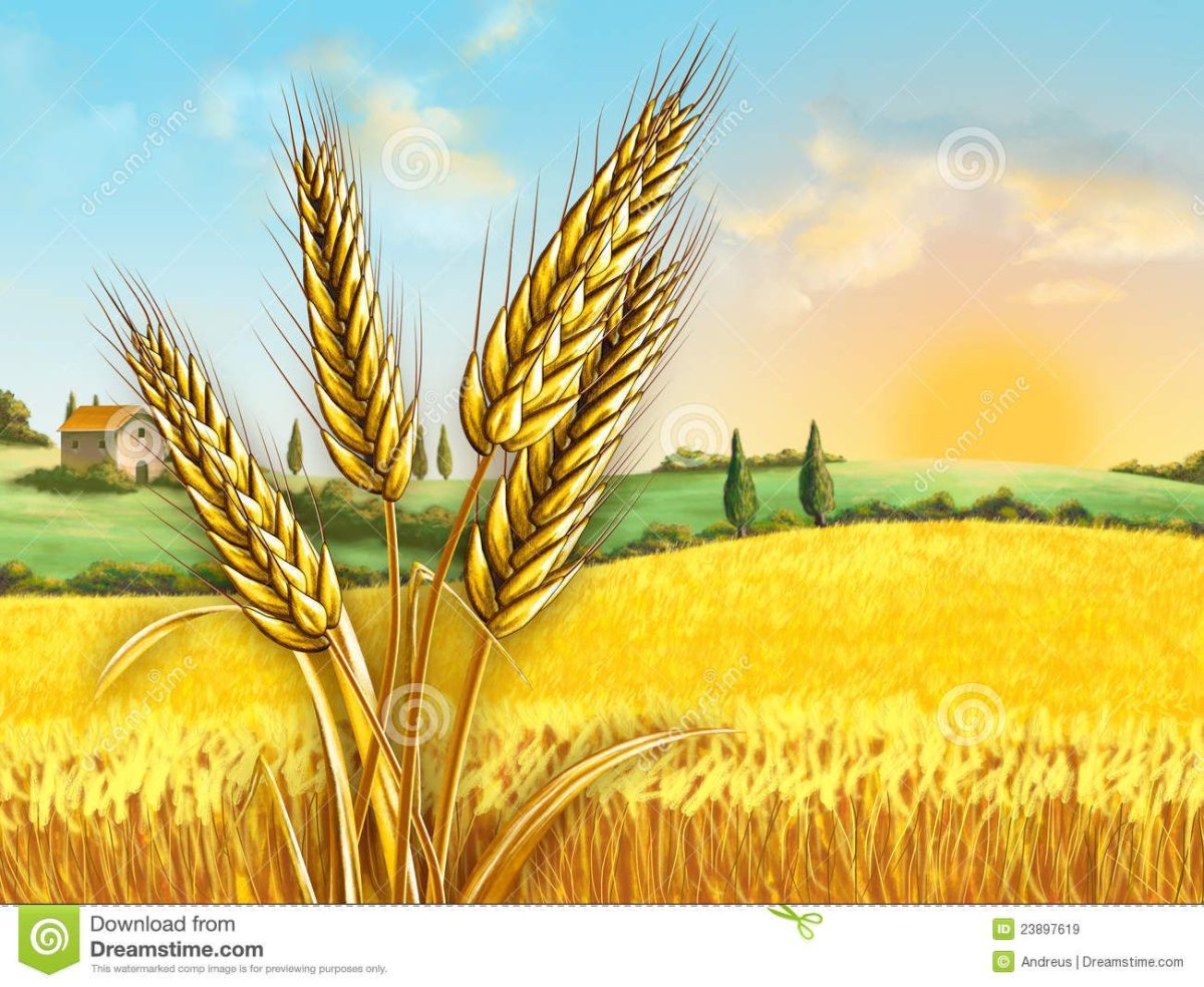 Пшеница вектор