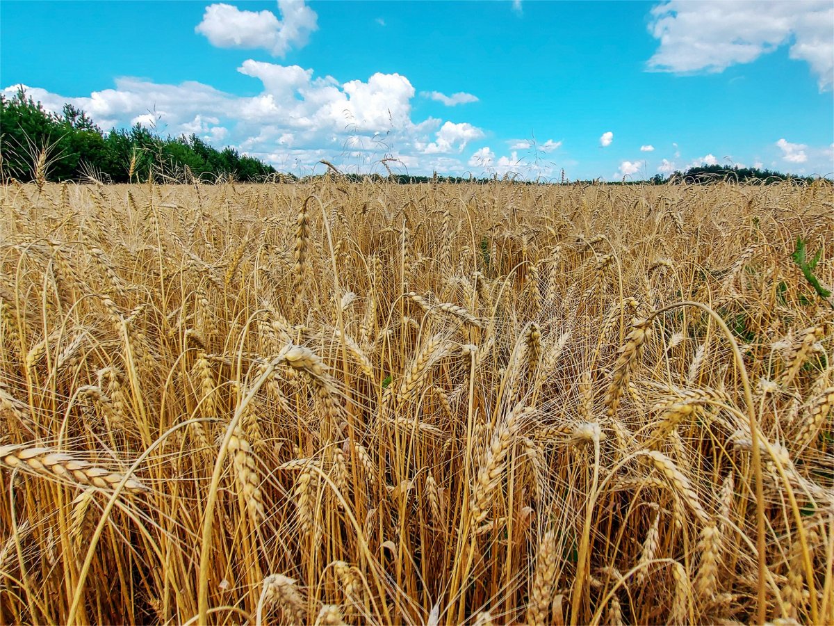 Колосок в руке