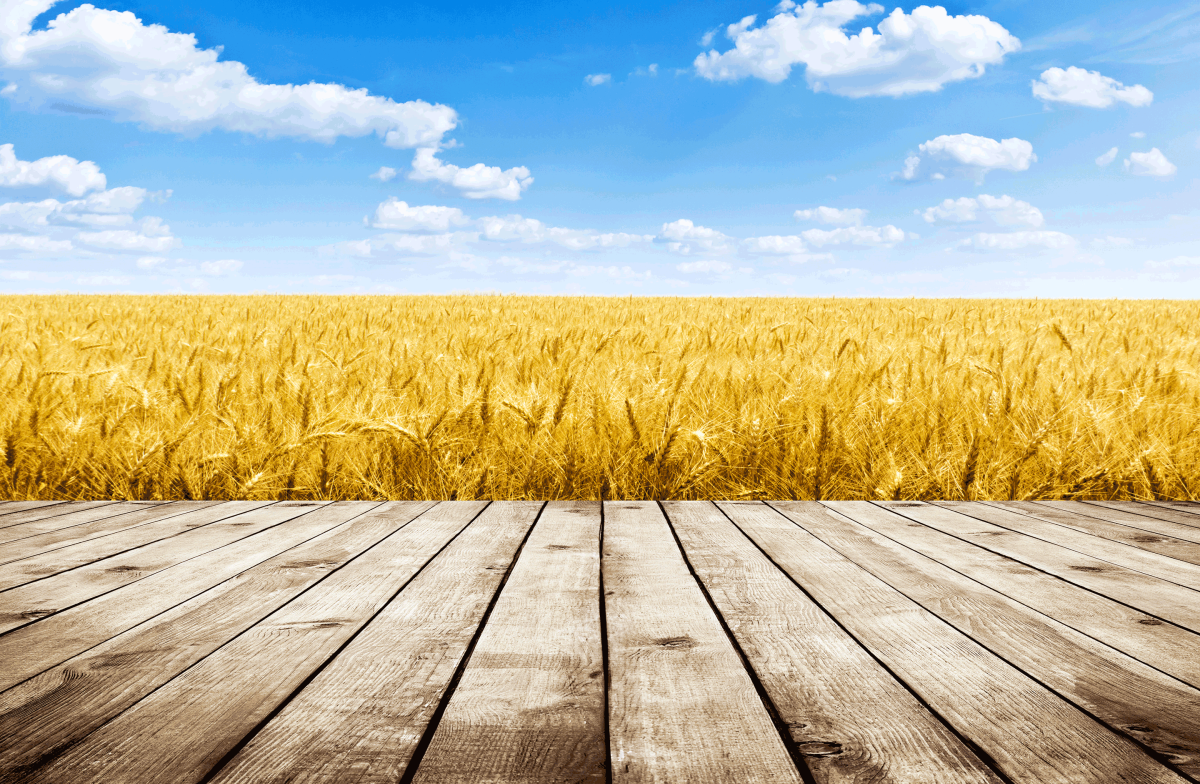 Пшеничное поле человек