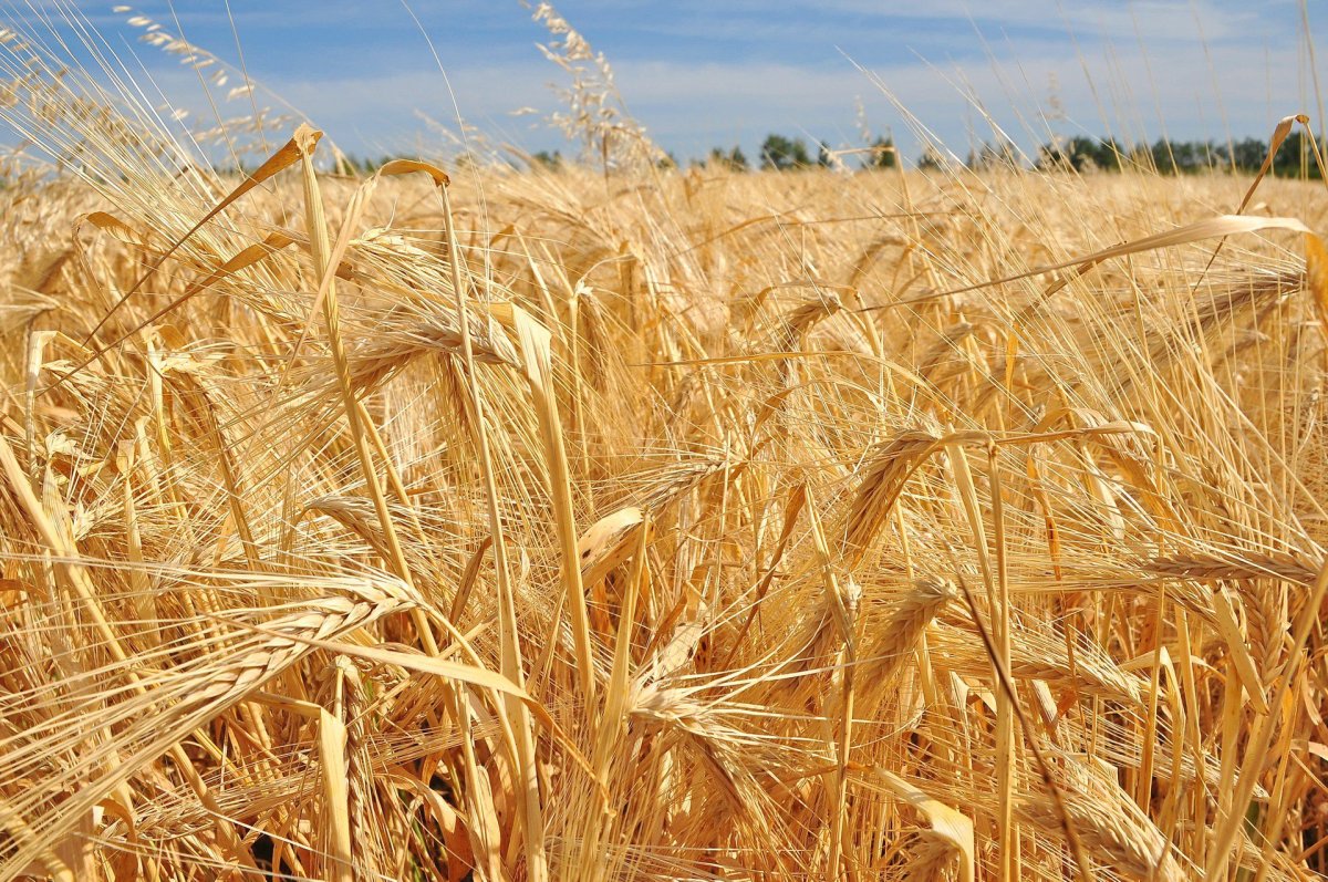 Поля Острогожск рожь