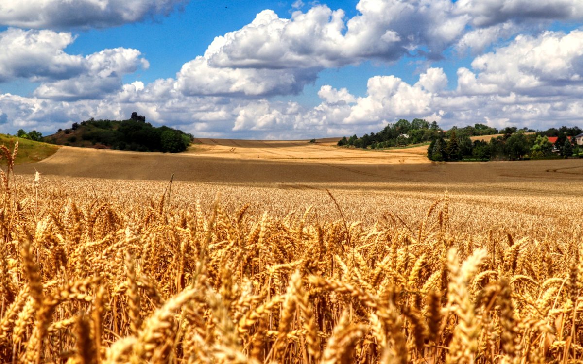 Хлебные поля Краснодарского края
