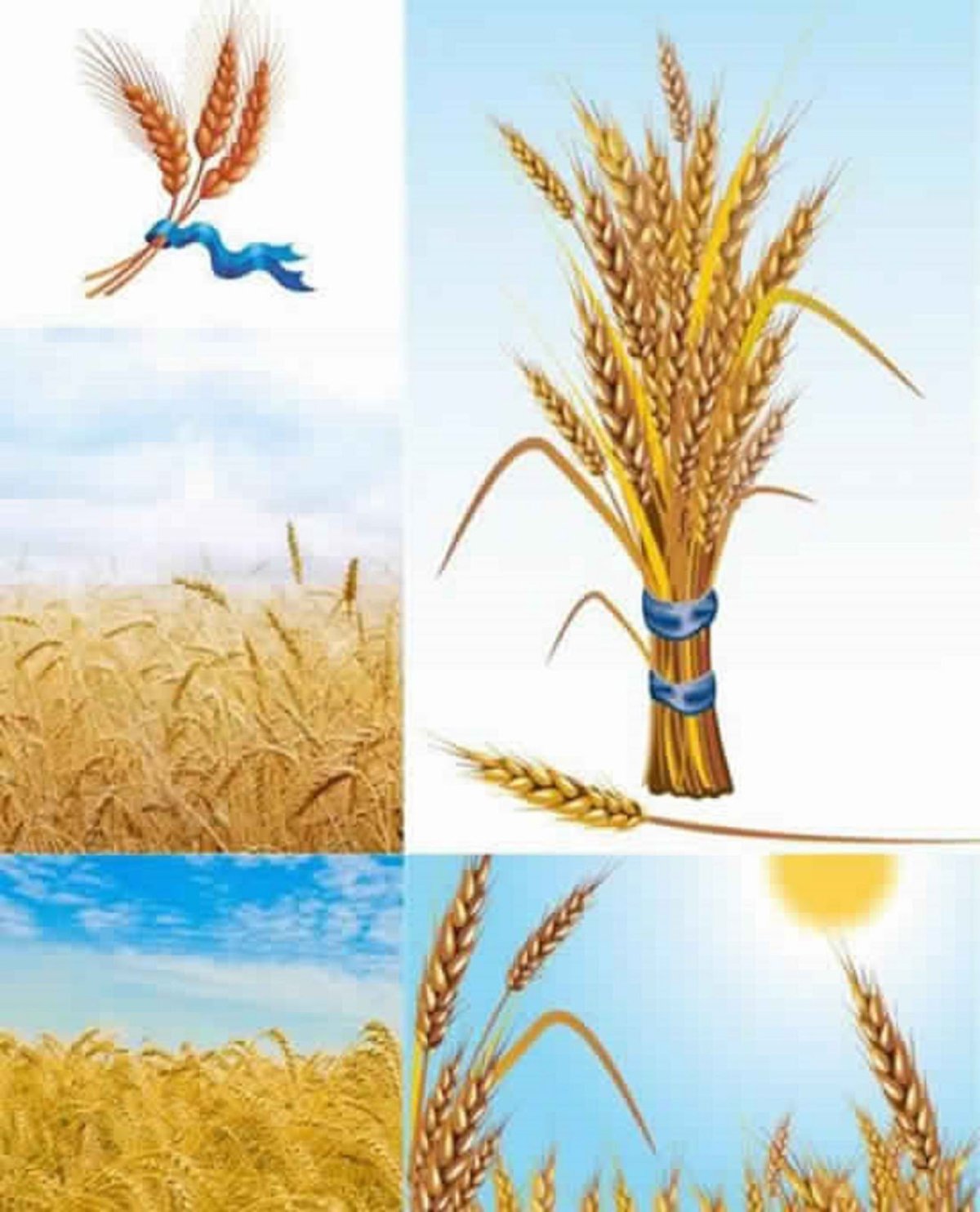 Пшеничные поля Молдавии