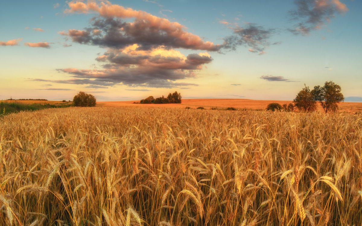 Пшеничное поле горизонтально