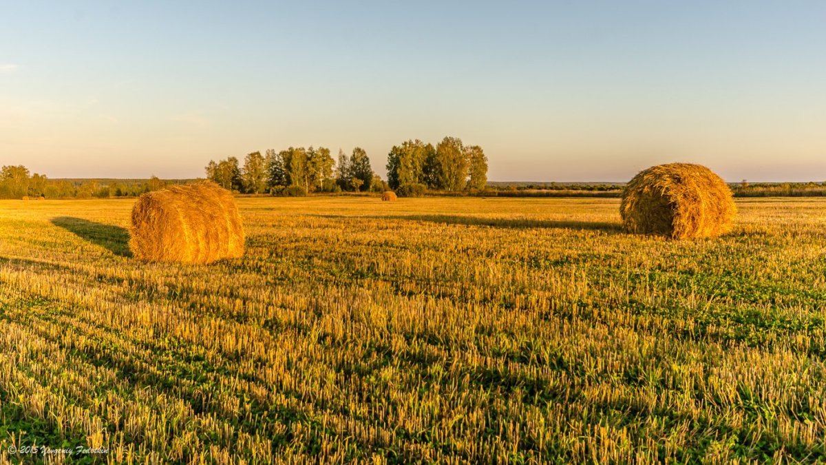 Куинджи поле пшеницы