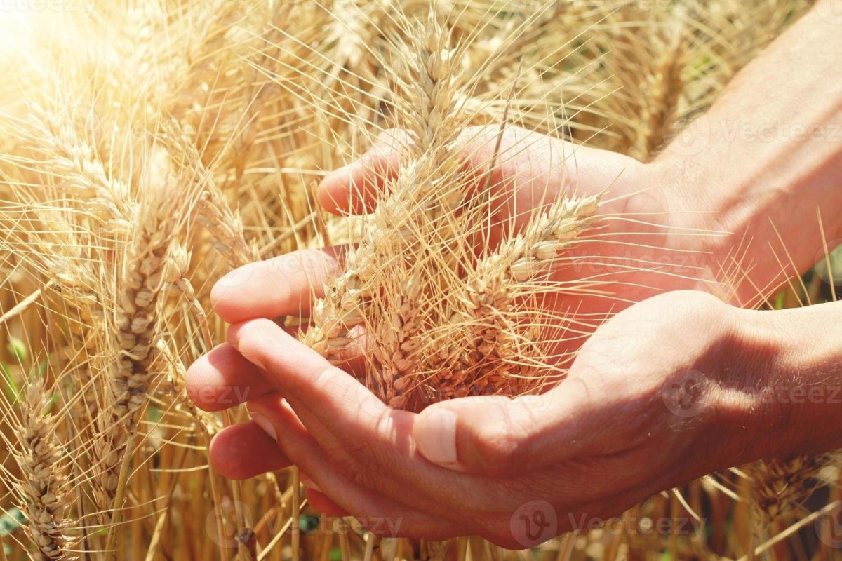 Пшеничные поля в Омске