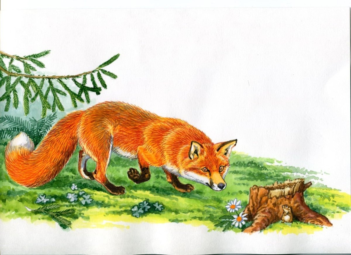 Николай Сладков лиса плясунья