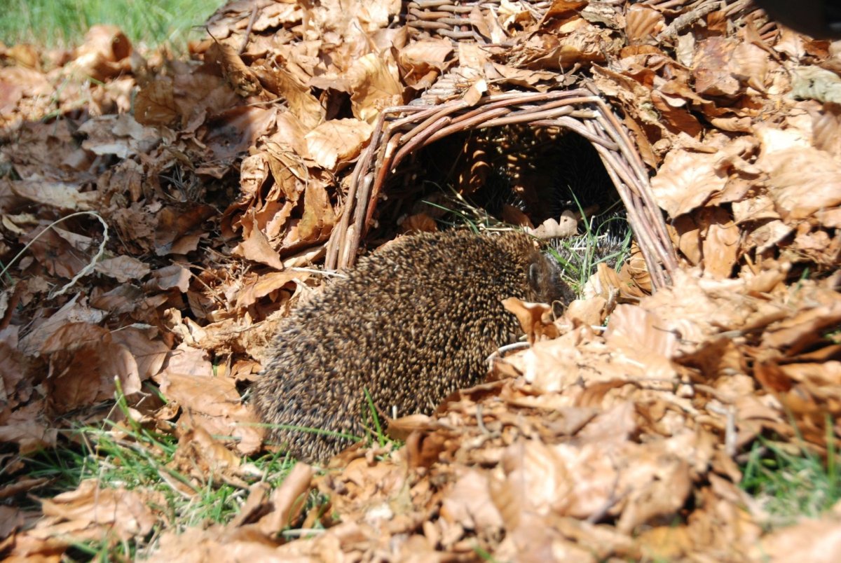 Домик ежика в лесу